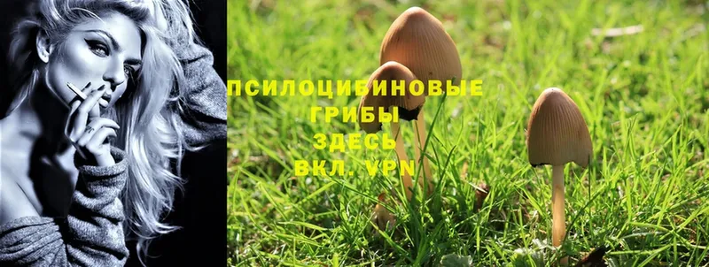 Псилоцибиновые грибы Cubensis Грайворон